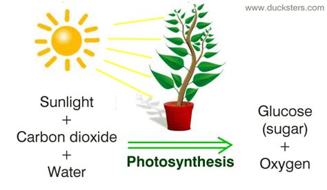 What Is Photosynthesis For Class 7Th: A Simple Explanation