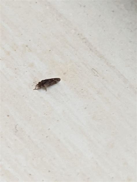 What are these bugs? There are about 30 of them sitting on the outside ...