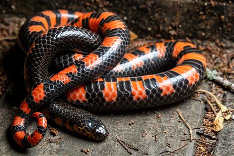 Red-bellied Mudsnake – Reptiles and Amphibians of Mississippi