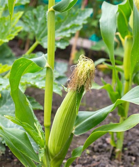 How to grow sweet corn – a guide to planting corn on the cob | GardeningEtc