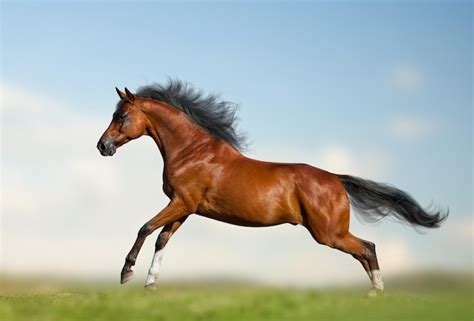 Premium Photo | Beautiful bay horse running gallop on the wild