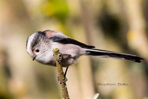 Never Mind The Finnsticks - Read The Blog!: Black Forest Birds - Long-tailed Tit