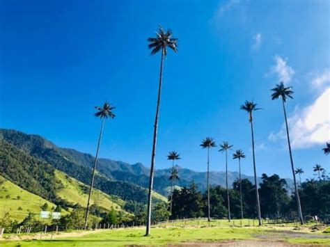 Hiking Cocora Valley—The Ultimate Trip-Planning Guide - My Flying Leap