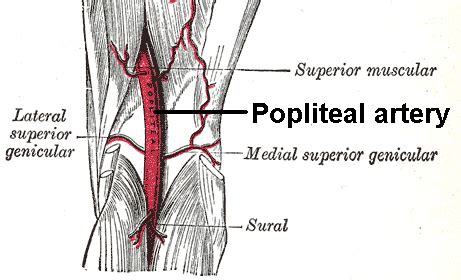 Popliteal Artery Anatomy and Course | Bone and Spine