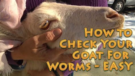 How to Check Your Goat For Worms EASY Method - check goats for worms | Goats, Goat care, Goat health