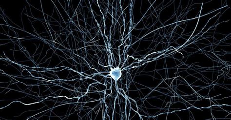 A new Blue Brain Project simulation has shed light on calcium's role in the brain. Neuron Model ...