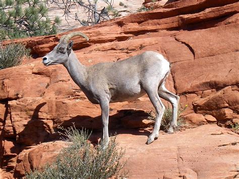 Zion National Park Wildlife - National Park Photographer