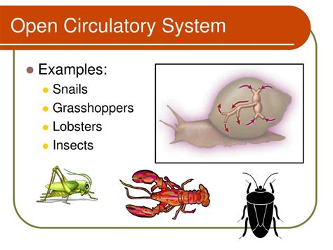 Circulation in Pluricellular Organism | Baamboozle - Baamboozle | The Most Fun Classroom Games!