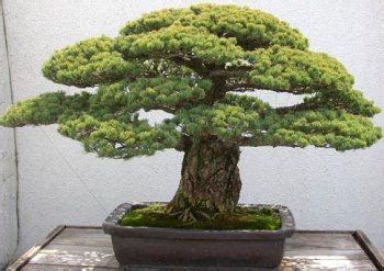 Yamaki Pine Bonsai Pine Bonsai, Bonsai Plants, Bonsai Garden, Garden Plants, Indoor Plants ...