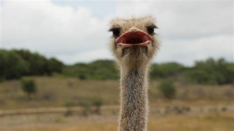 Head in the Sand? All About Ostriches