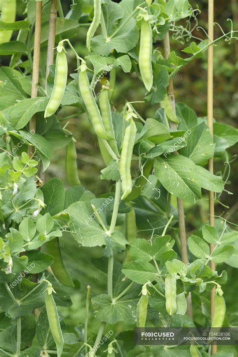 Pea pods on a plant outdoors — delicious, yummy - Stock Photo | #154628106