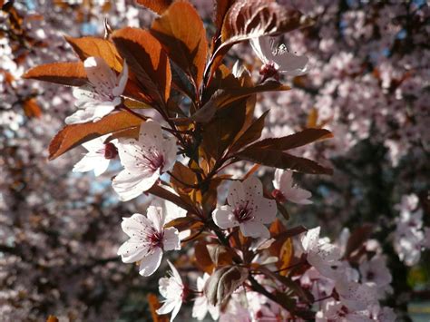 White and Maroon Flowers · Free Stock Photo