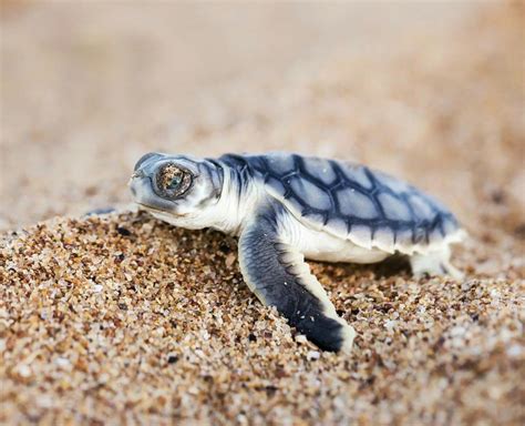 A baby Flat Back Turtle hatchling, Cemetery Beach, Port Hedland, WA