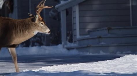 A Wilder View: What’s behind the size of a buck’s antlers