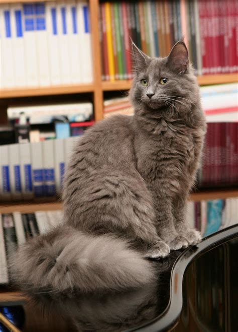 File:Grey Norwegian Forest Cat.jpg - Wikimedia Commons