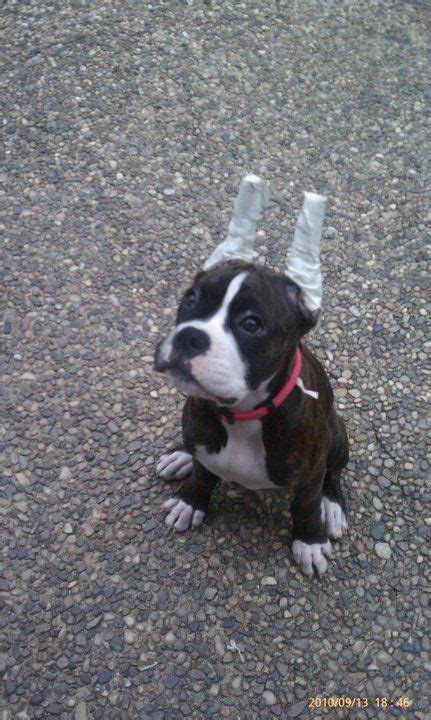 Boxer ears cropped | Boxer dogs, Boxer puppies, Boxer