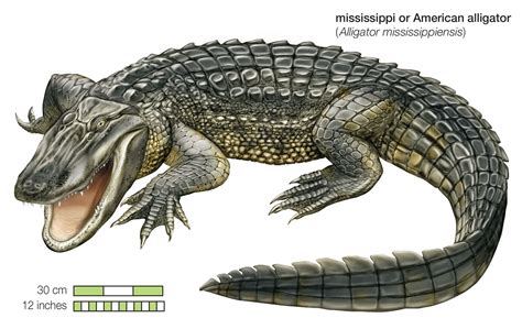 Alligator | Description, Habitat, Size, Diet, & Facts | Britannica