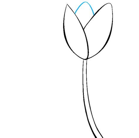 How to Draw a Tulip – Really Easy Drawing Tutorial