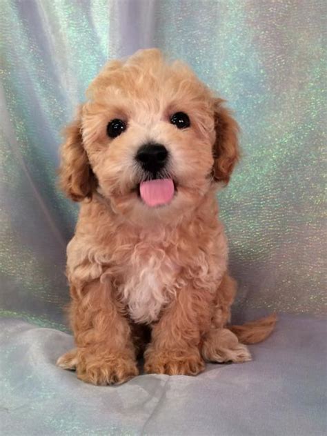 23+ Bichon Poodle Mix Puppies For Adoption - l2sanpiero