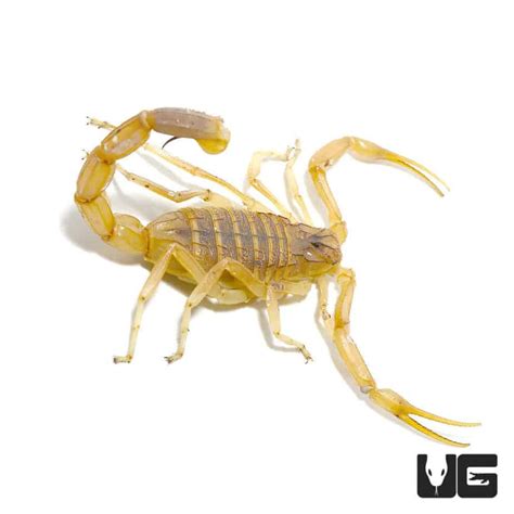 Death Stalker Scorpion (Leiurus quinquestriatus) For Sale- Underground ...