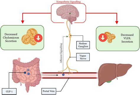 Glucagon-like peptide (GLP)-1 regulation of lipid and lipoprotein metabolism