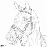 Dressage Horse Coloring Pages sketch template