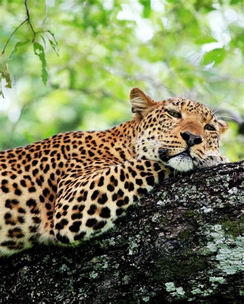 Get Up Close to Zambia Wildlife on This 1-Week Tour