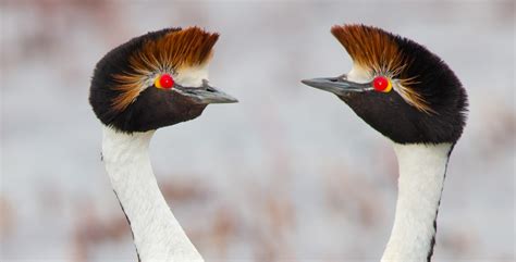 ‘Tango in the Wind:’ New film captures courtship dance of critically endangered Hooded Grebe for ...