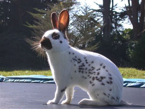 English Spot Rabbit Breed - Adopt a Rabbit