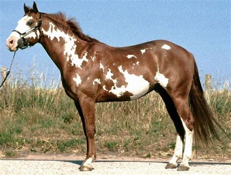 American Paint Horse - Overo Lethal White Foal Syndrome - UFAW