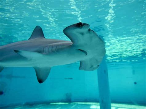 Aquarium of the Pacific welcomes new hammerhead shark • the Hi-lo