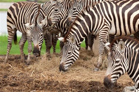 Premium Photo | Group zebra in a herd in the wild.