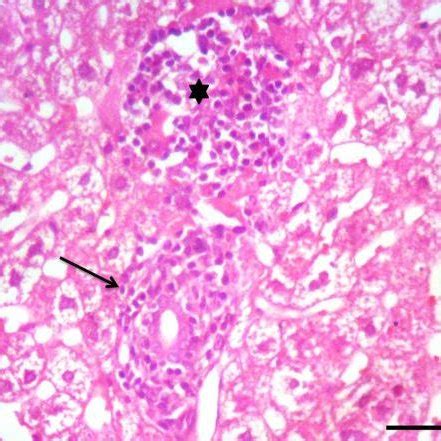 (PDF) Prevention and treatment of Encephalitozoon cuniculi infection in immunosuppressed rabbits ...