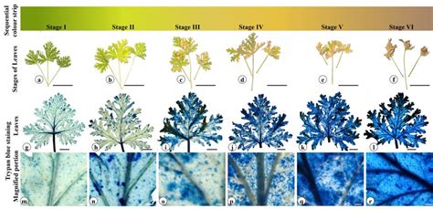 The leaf senescence phenotypes of P. graveolens. In (a-f) stages of ...