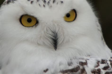 14 Facts About the Splendid Snowy Owl