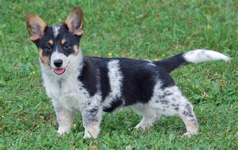 Arya the Corgi Mix | Puppies | Daily Puppy