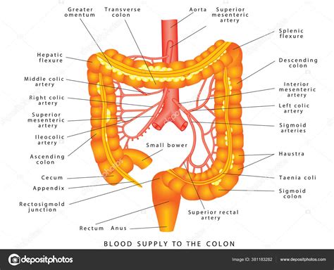 Abdominal Arteries Blood Supply Colon Anatomy Human Abdominal Arteries System Stock Vector Image ...