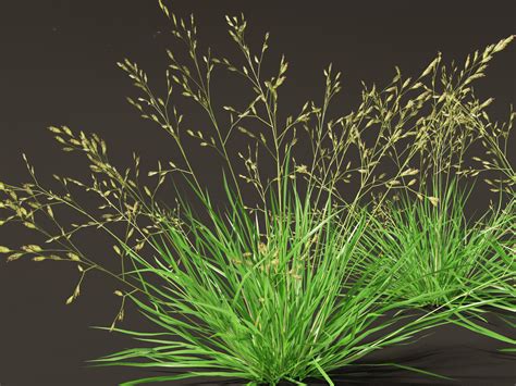 ArtStation - Poa annua – Annual meadow grass | Resources