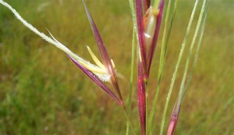 Chilean Needle-grass | Grasslands