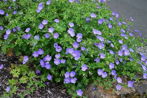 Geranium 'Rozanne' | Geranium 'Rozanne' | Kings Garden Center