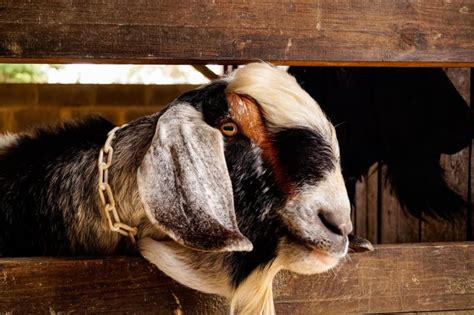 Cara Ternak Kambing Modern yang Baik (Agar Cepat Sukses)