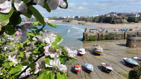 Discover the Gardens of Cornwall | VisitEngland