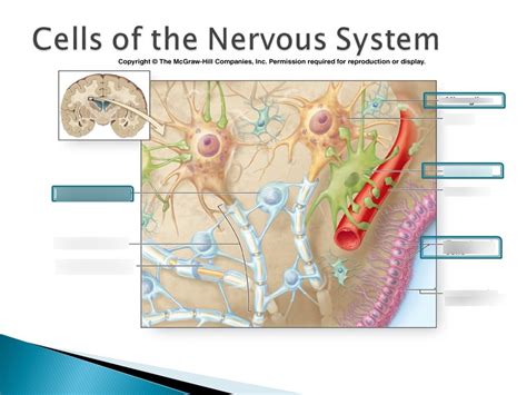 Nervous System Cells Diagram | Quizlet