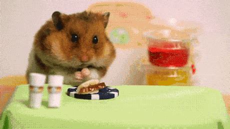 Hamsters GIF - Find & Share on GIPHY