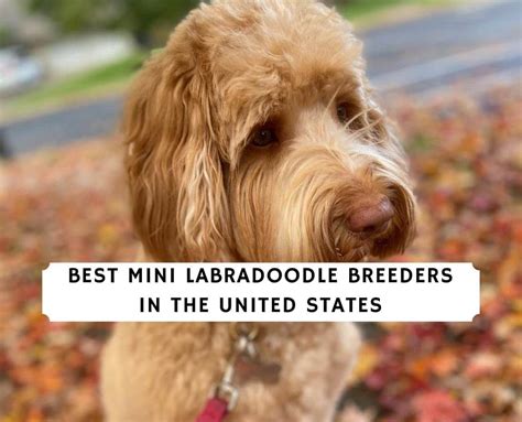 7 Best Mini Labradoodle Breeders in the United States!