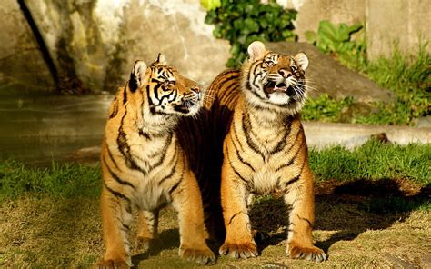 Two tigers, tiger, couple, cubs, striped, HD wallpaper | Wallpaperbetter