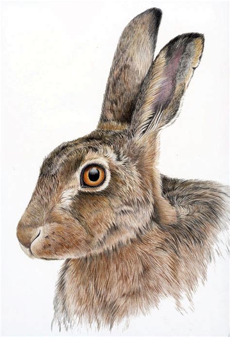 Pin by Rhonda Root on Art - Drawing | Animal drawings, Hare drawing, Color pencil drawing