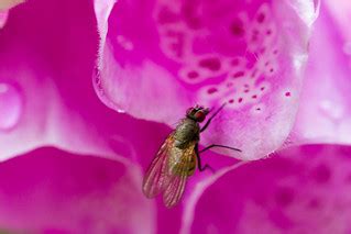 Pink Eye! | Holly Occhipinti | Flickr