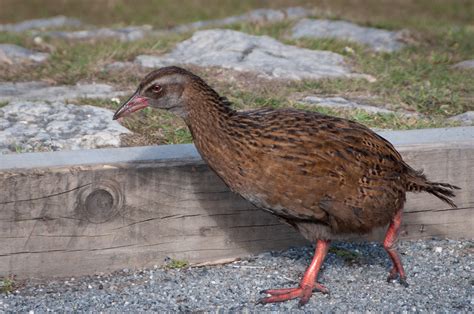 Weka bird - Ed O'Keeffe Photography