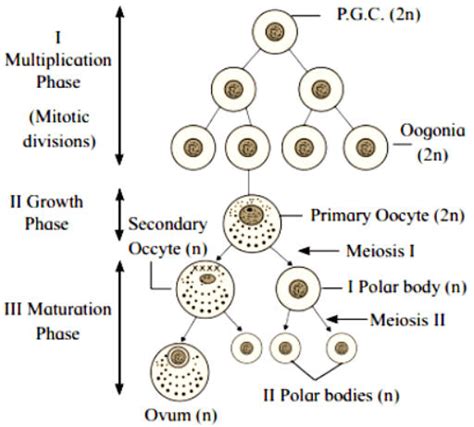 Oogenesis: Definition, Phases, Stages and Process